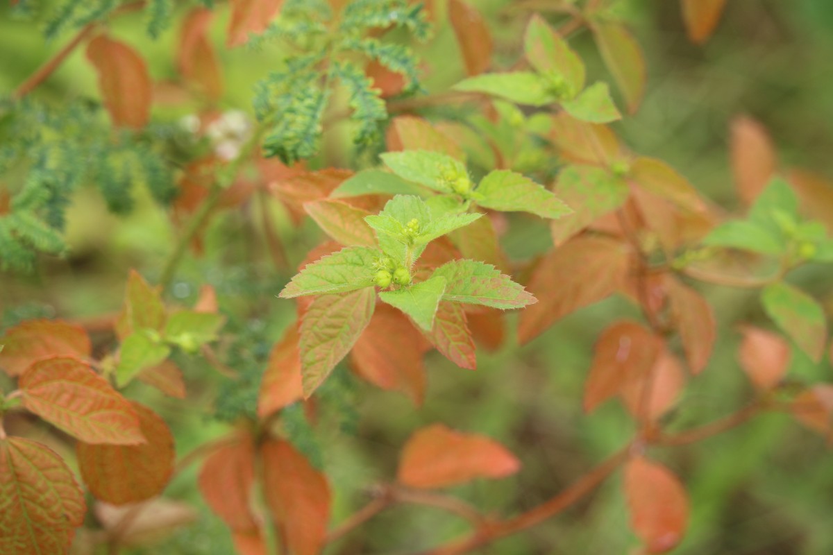 Croton hirtus L'Hér.